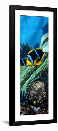 Allard's Anemonefish in the Ocean-null-Framed Photographic Print