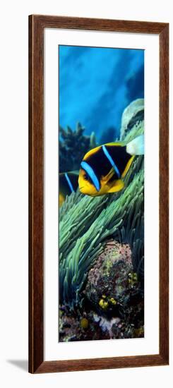 Allard's Anemonefish in the Ocean-null-Framed Photographic Print