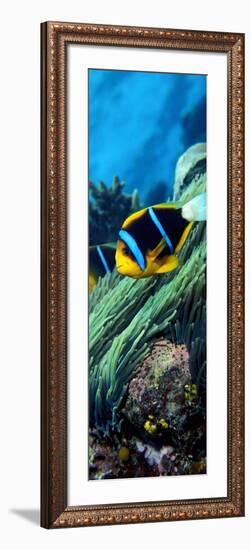 Allard's Anemonefish in the Ocean-null-Framed Photographic Print