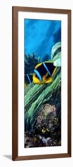 Allard's Anemonefish in the Ocean-null-Framed Photographic Print