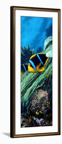 Allard's Anemonefish in the Ocean-null-Framed Photographic Print