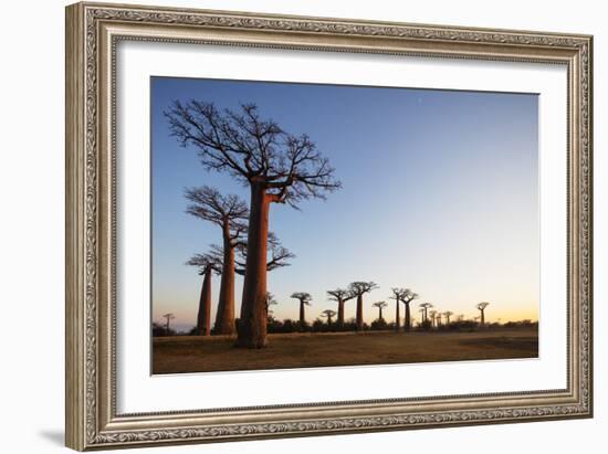 Allee de Baobab (Adansonia), at sunrise, western area, Madagascar, Africa-Christian Kober-Framed Photographic Print