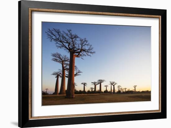 Allee de Baobab (Adansonia), at sunrise, western area, Madagascar, Africa-Christian Kober-Framed Photographic Print