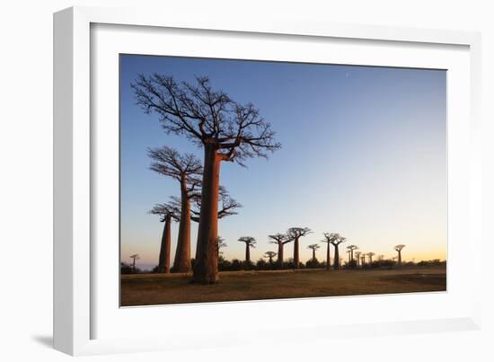 Allee de Baobab (Adansonia), at sunrise, western area, Madagascar, Africa-Christian Kober-Framed Photographic Print