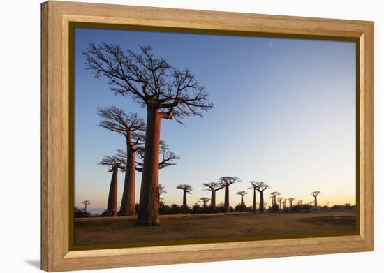 Allee de Baobab (Adansonia), at sunrise, western area, Madagascar, Africa-Christian Kober-Framed Premier Image Canvas