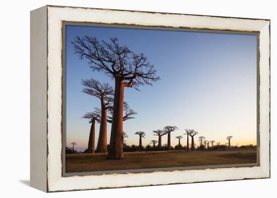 Allee de Baobab (Adansonia), at sunrise, western area, Madagascar, Africa-Christian Kober-Framed Premier Image Canvas