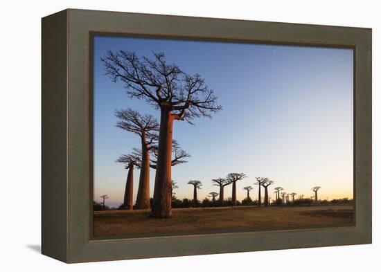 Allee de Baobab (Adansonia), at sunrise, western area, Madagascar, Africa-Christian Kober-Framed Premier Image Canvas