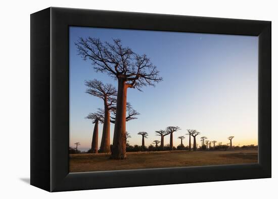 Allee de Baobab (Adansonia), at sunrise, western area, Madagascar, Africa-Christian Kober-Framed Premier Image Canvas