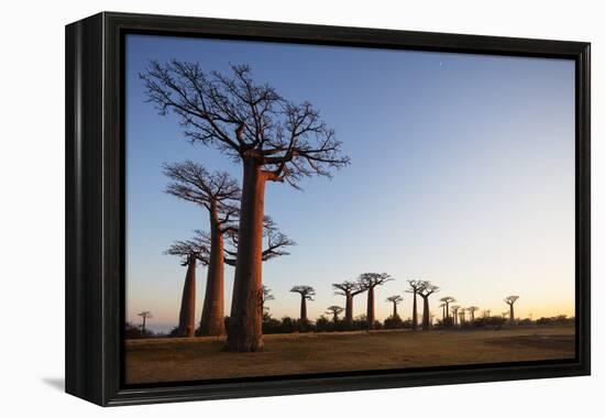 Allee de Baobab (Adansonia), at sunrise, western area, Madagascar, Africa-Christian Kober-Framed Premier Image Canvas