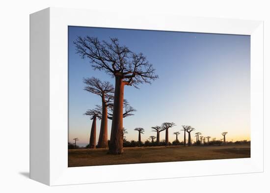 Allee de Baobab (Adansonia), at sunrise, western area, Madagascar, Africa-Christian Kober-Framed Premier Image Canvas