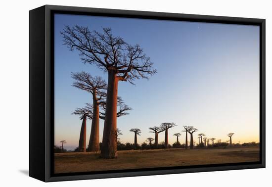 Allee de Baobab (Adansonia), at sunrise, western area, Madagascar, Africa-Christian Kober-Framed Premier Image Canvas