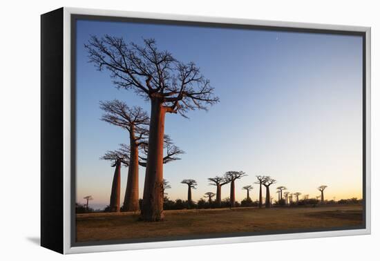 Allee de Baobab (Adansonia), at sunrise, western area, Madagascar, Africa-Christian Kober-Framed Premier Image Canvas