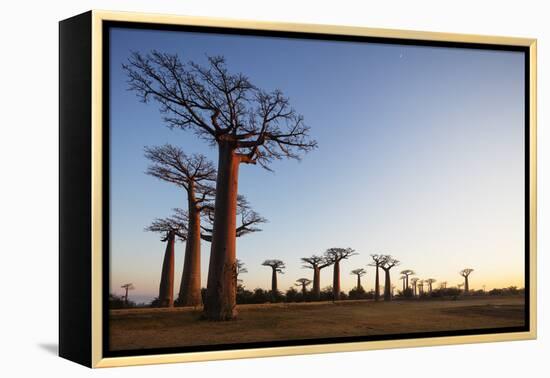 Allee de Baobab (Adansonia), at sunrise, western area, Madagascar, Africa-Christian Kober-Framed Premier Image Canvas