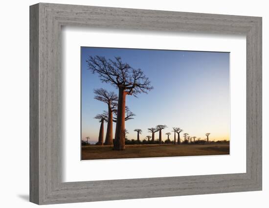 Allee de Baobab (Adansonia), at sunrise, western area, Madagascar, Africa-Christian Kober-Framed Photographic Print