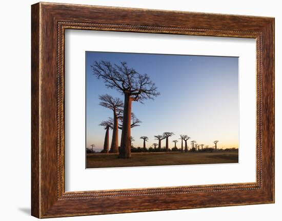 Allee de Baobab (Adansonia), at sunrise, western area, Madagascar, Africa-Christian Kober-Framed Photographic Print