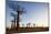 Allee de Baobab (Adansonia), at sunrise, western area, Madagascar, Africa-Christian Kober-Mounted Photographic Print