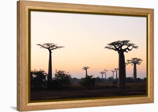 Allee de Baobab (Adansonia), at sunrise, western area, Madagascar, Africa-Christian Kober-Framed Premier Image Canvas