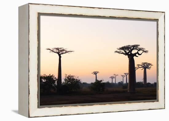 Allee de Baobab (Adansonia), at sunrise, western area, Madagascar, Africa-Christian Kober-Framed Premier Image Canvas