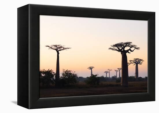 Allee de Baobab (Adansonia), at sunrise, western area, Madagascar, Africa-Christian Kober-Framed Premier Image Canvas