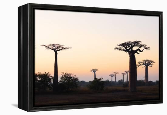 Allee de Baobab (Adansonia), at sunrise, western area, Madagascar, Africa-Christian Kober-Framed Premier Image Canvas