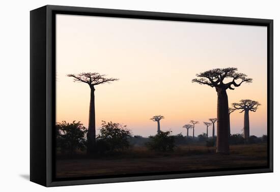 Allee de Baobab (Adansonia), at sunrise, western area, Madagascar, Africa-Christian Kober-Framed Premier Image Canvas