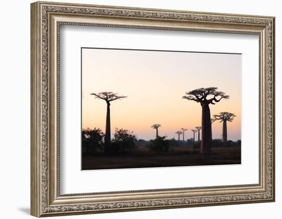 Allee de Baobab (Adansonia), at sunrise, western area, Madagascar, Africa-Christian Kober-Framed Photographic Print