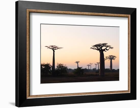 Allee de Baobab (Adansonia), at sunrise, western area, Madagascar, Africa-Christian Kober-Framed Photographic Print