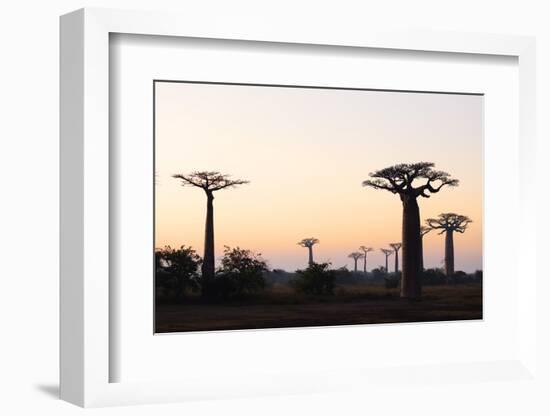 Allee de Baobab (Adansonia), at sunrise, western area, Madagascar, Africa-Christian Kober-Framed Photographic Print