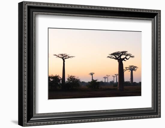 Allee de Baobab (Adansonia), at sunrise, western area, Madagascar, Africa-Christian Kober-Framed Photographic Print