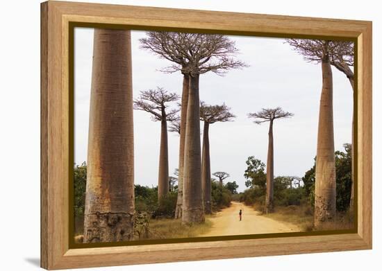 Allee de Baobab (Adansonia), western area, Madagascar, Africa-Christian Kober-Framed Premier Image Canvas