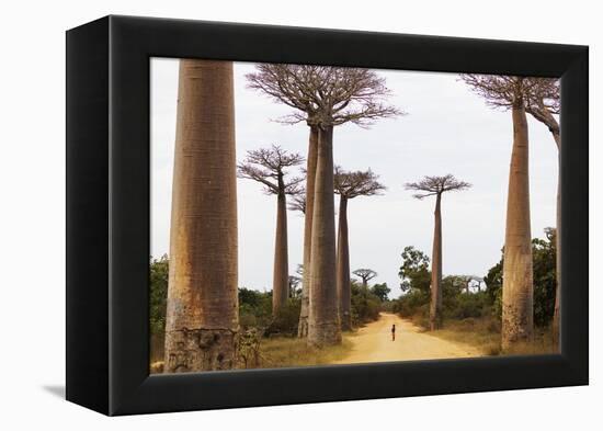 Allee de Baobab (Adansonia), western area, Madagascar, Africa-Christian Kober-Framed Premier Image Canvas