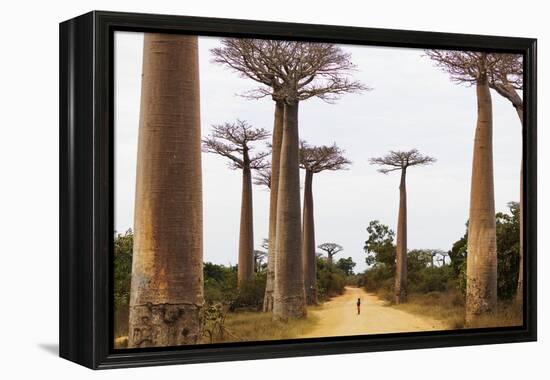 Allee de Baobab (Adansonia), western area, Madagascar, Africa-Christian Kober-Framed Premier Image Canvas