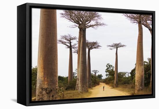 Allee de Baobab (Adansonia), western area, Madagascar, Africa-Christian Kober-Framed Premier Image Canvas