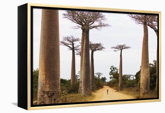 Allee de Baobab (Adansonia), western area, Madagascar, Africa-Christian Kober-Framed Premier Image Canvas