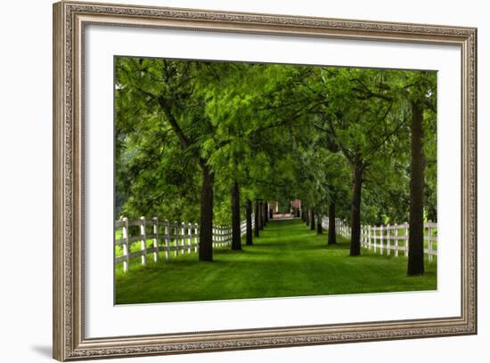 Allee Way-Steve Gadomski-Framed Photographic Print