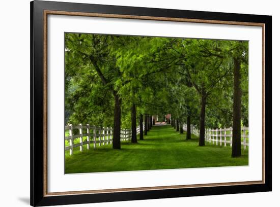 Allee Way-Steve Gadomski-Framed Photographic Print