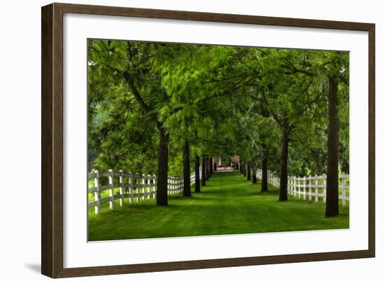 Allee Way-Steve Gadomski-Framed Photographic Print