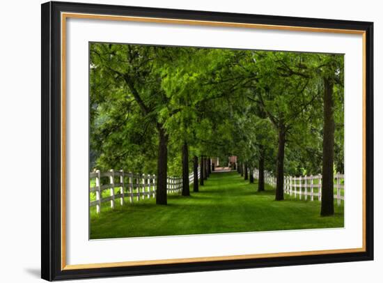 Allee Way-Steve Gadomski-Framed Photographic Print