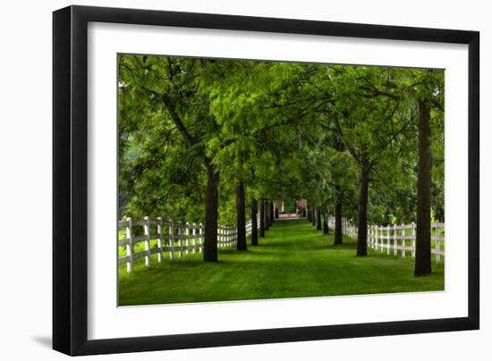 Allee Way-Steve Gadomski-Framed Photographic Print