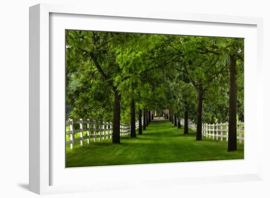 Allee Way-Steve Gadomski-Framed Photographic Print