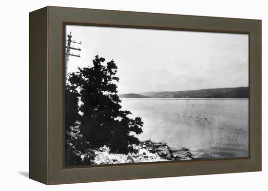 Alleged Image of Loch Ness Monster-null-Framed Premier Image Canvas