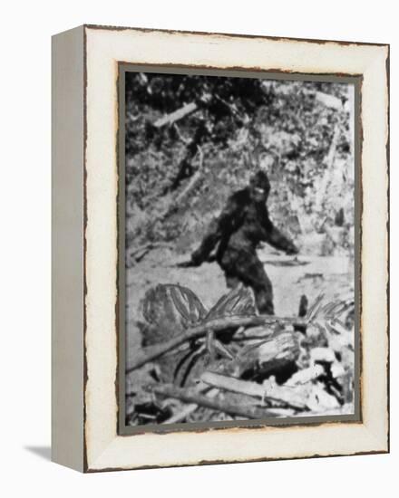 Alleged Photo of Bigfoot-Bettmann-Framed Premier Image Canvas