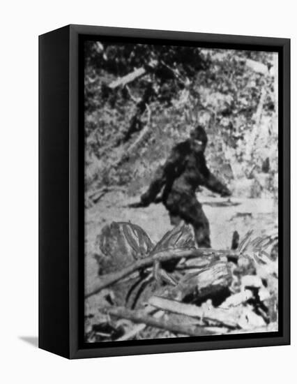 Alleged Photo of Bigfoot-Bettmann-Framed Premier Image Canvas