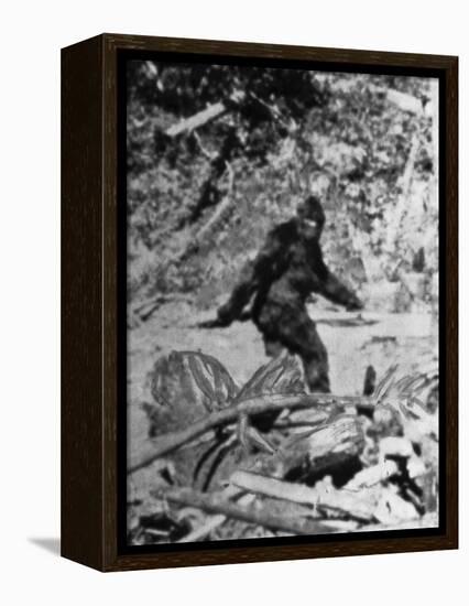 Alleged Photo of Bigfoot-Bettmann-Framed Premier Image Canvas