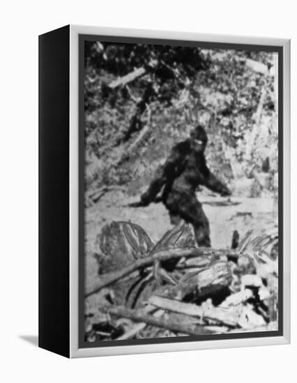 Alleged Photo of Bigfoot-Bettmann-Framed Premier Image Canvas