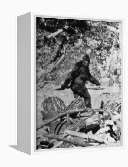 Alleged Photo of Bigfoot-Bettmann-Framed Premier Image Canvas