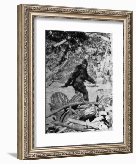 Alleged Photo of Bigfoot-Bettmann-Framed Premium Photographic Print