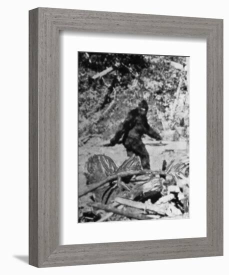 Alleged Photo of Bigfoot-Bettmann-Framed Premium Photographic Print