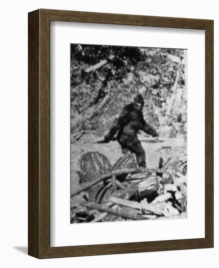 Alleged Photo of Bigfoot-Bettmann-Framed Premium Photographic Print