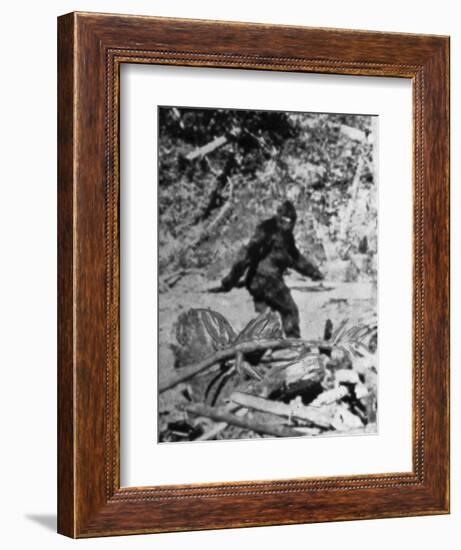 Alleged Photo of Bigfoot-Bettmann-Framed Premium Photographic Print